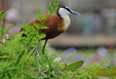 Close-up of bird perching on plant