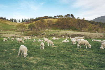 Sheep grazing in a field