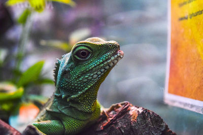 Close-up of lizard