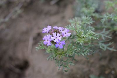 Close-up of purple flowers blooming outdoors