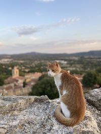 Cat sitting on retaining wall