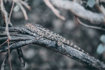 Close-up of lizard on branch