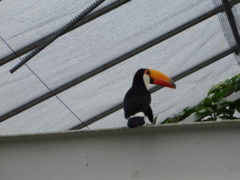 Low angle view of bird perching on wall