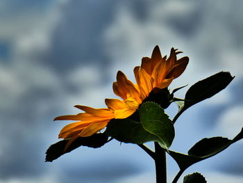 Close-up of yellow flowering plant against sky