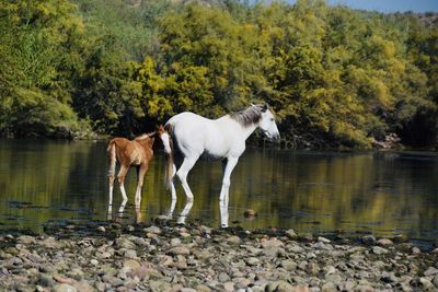 Horses in a lake