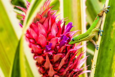 Close-up of lizard on red flower