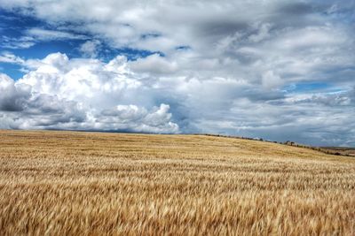 Scenic view of agricultural field against sky