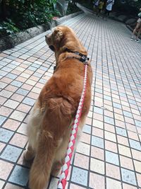 Close-up of dog sitting outdoors