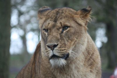 Close-up portrait of a lioness looking away