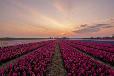 Scenic view of field against sky during sunset