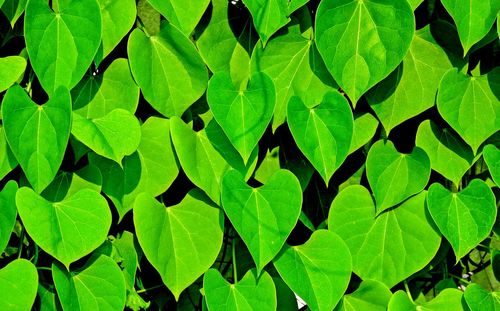 Full frame shot of green leaves