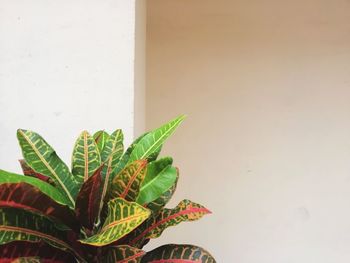 Close-up of plant against wall