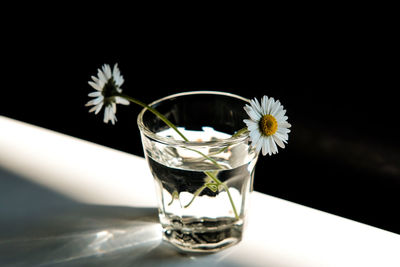 Close-up of white flower in glass on table