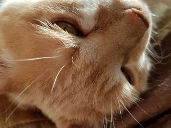 Close-up of cat sleeping