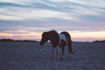 Horse standing on field at sunset