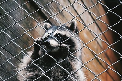 Close-up of raccoon behind chainlink fence