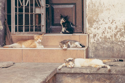 Cats relaxing on steps in front of house