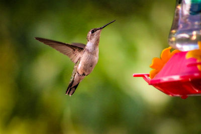 Close-up of bird flying against blurred background