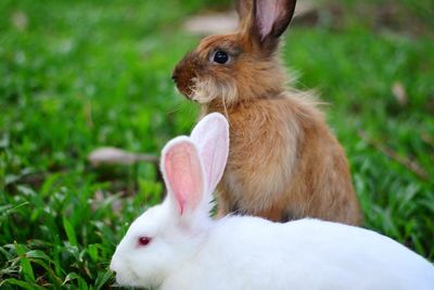 Rabbit on field