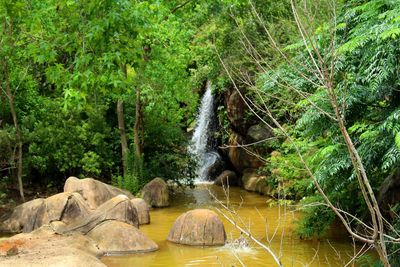 Stream amidst trees in forest