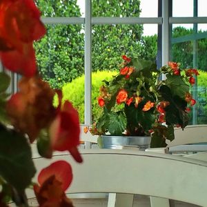 Close-up of red flowers