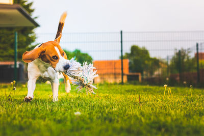 Dog on field