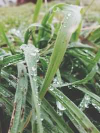 Close-up of dew drops on grass