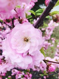 Close-up of pink flowers