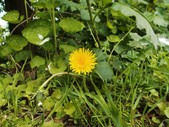 Close-up of yellow flower blooming outdoors