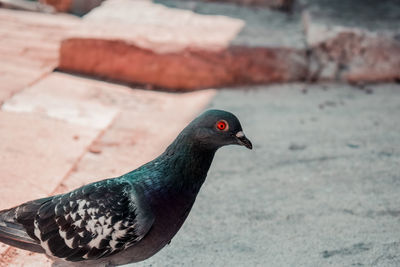 Close-up of pigeon perching