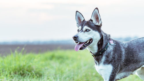 Close-up portrait of dog against sky