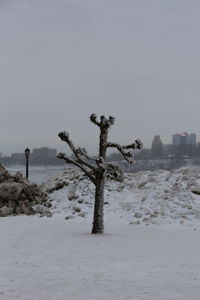 Bare tree on snow covered field against sky