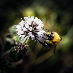 Close-up of bee pollinating on flower