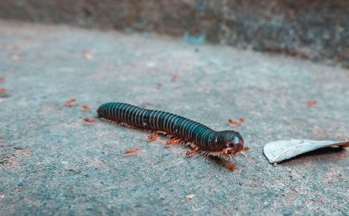 High angle view of caterpillar