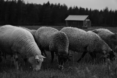 Sheep grazing in a field