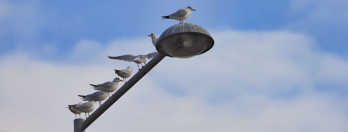 Low angle view of seagulls sotting on a streetlight against sky
