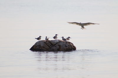 Birds flying over the sea