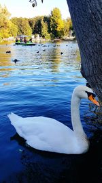 Swan swimming in lake