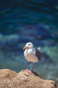 Seagull perching on rock