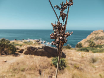 At the edge of the mediterranian sea - close-up of wilted plant on land against sky