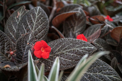 Close-up of red flowering plant leaves on field