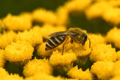 Close-up of insect on yellow flower