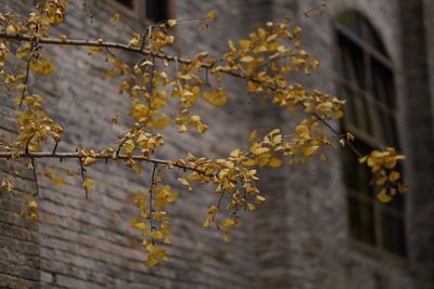 Low angle view of flowering plant against tree