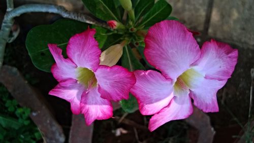 Close-up of pink flowers blooming outdoors