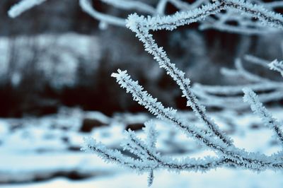 Close-up of frozen plant