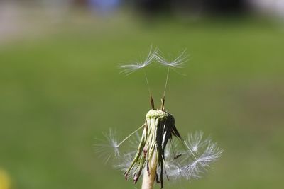 Close-up of butterfly on flower