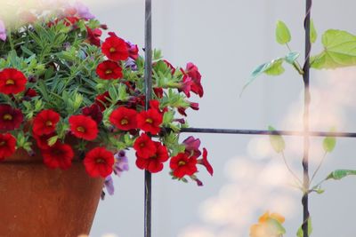 Close-up of red flowering plants