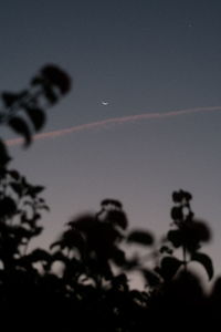 Low angle view of silhouette tree against sky