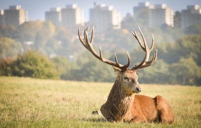 Deer sitting on grassy field