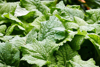 Close-up of green plants